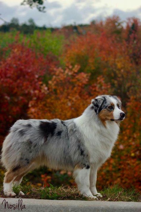 Austrian Shepherd, Australian Shepherd Red Tri, Australian Shepherd Training, Mini Aussies, Aussie Puppy, Cute Teacup Puppies, American Shepherd, Aussie Shepherd, Puppy Grooming