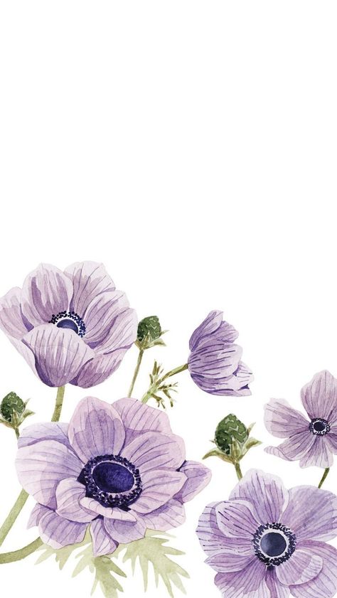 anemons wallpapers (789×1400) | Flower phone wallpaper, Art wallpaper, Floral wallpaper Anemone Background, Anemone Wallpaper, Purple Floral Wallpaper, Ipad Backgrounds, Garden Illustration, Theme Nature, Illustration Botanique, Whatsapp Wallpaper, Wallpaper Ipad