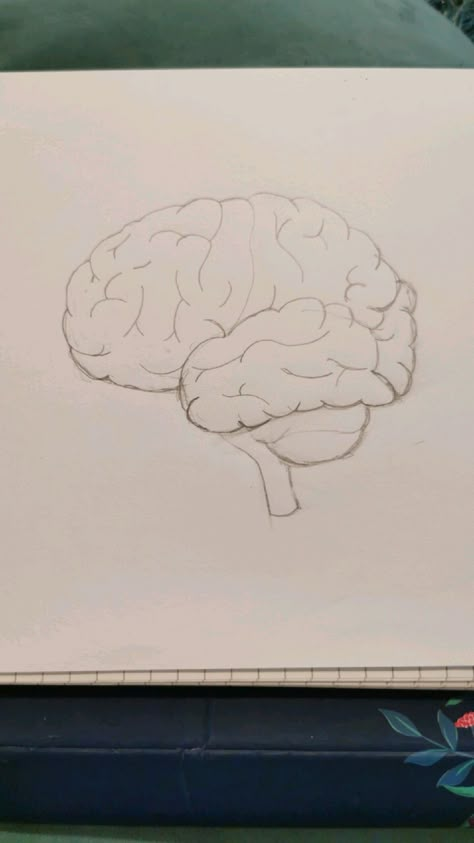 Diagram, drawing of brain. Pencil drawing. Science diagram. How To Draw A Human Brain, Aesthetic Brain Drawing, Brain Pencil Drawing, Realistic Brain Drawing, Easy Brain Drawing, Brain Sketch Simple, Organs Sketch, Human Brain Sketch, How To Draw A Brain