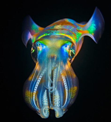 Stunning Ocean Photography Showcases an Eerie Underwater World Weird Sea Creatures, Art Underwater, Jellyfish Art, Ocean Photos, Underwater Animals, Deep Sea Creatures, Underwater Art, Beautiful Sea Creatures, Underwater Creatures