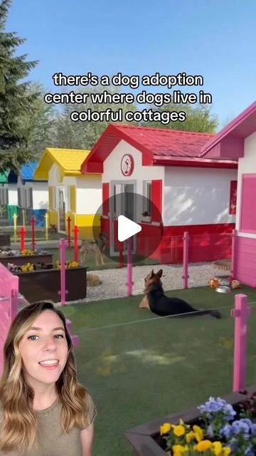 Fun Dog Room Ideas, Dog Farm Ideas, Dog Adoption Center, Animal Shelter Adoption Ideas, Dog Boarding Shed, Pet Daycare Design, Doggie Daycare Ideas Design Play Areas, In Home Dog Daycare Ideas, Dog Resort Ideas