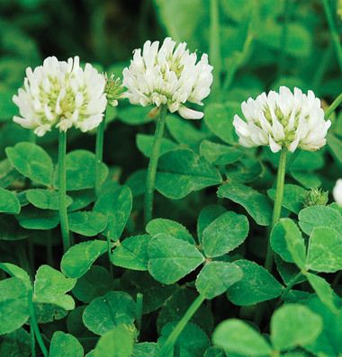 white clover in a round bed underneath the Maple tree White Clover Flower, White Dutch Clover, Clover Seed, Cover Crops, White Clover, Succession Planting, Attracting Beneficial Insects, Clover Flower, Hardy Plants