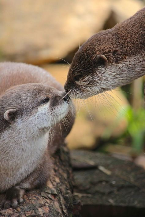 "Even an otter picks up a rock once in a while to open a clam." Otters Photography, Otters Kissing, Otter Photography, Realism Drawings, Dog Wipes, Zoo Book, Otters Cute, Otter Love, Cheezburger Cat