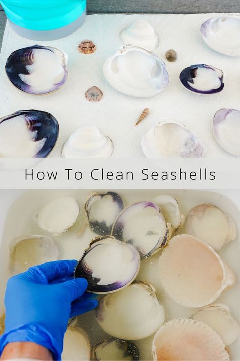 how to get your seashells from your last beach trip clean so you can use them for decor and craft projects How To Clean Shells From The Beach, How To Clean Seashells, Clean Seashells, Cleaning Sea Shells, Beach Living, Pin Image, Beach Trip, Home Decor Inspiration, Crafts To Make