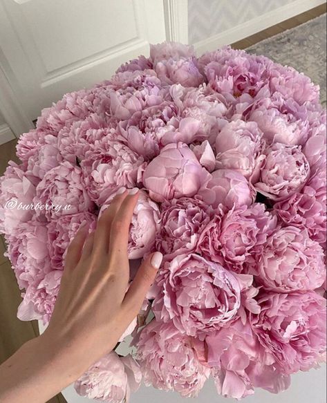 Rose Peonies, Peonies And Hydrangeas, Boquette Flowers, Nothing But Flowers, Bouquet Arrangements, Peonies Bouquet, Flower Therapy, Beautiful Bouquet Of Flowers, Luxury Flowers