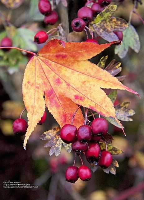 Fall is in the air!  I can feel it ... and smell it.  ...my favorite season. Autumn Scenes, Fabulous Fall, Seasons Of The Year, Autumn Beauty, Yellow Leaves, Fall Favorites, Oak Tree, Red Berries, Pics Art