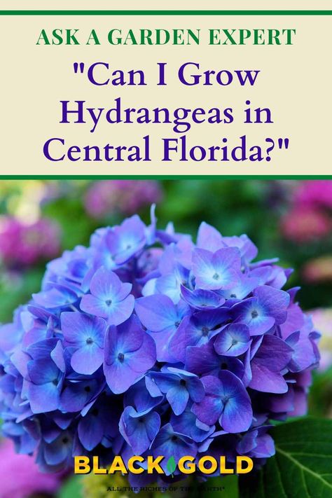 “I live in Central Florida, zone 9b, can I grow hydrangeas in this zone? I used to have them in Maryland as they are my favorite flower. Not sure about the sandy soil here.” Question from Eileen of Longwood, Florida #hydrangea #Florida #Hydrangeas Hydrangea For Zone 9, Hydrangea In Florida, Best Flowers To Grow In Florida, Zone 9 Gardening Florida, Zone 9 Flowers, Florida Gardens Landscaping, Florida Flower Gardens, Zone 9 Landscaping Florida, Florida Garden Ideas