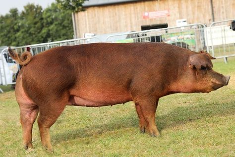 Berkshire Pigs, Pig Breeds, Pig Ears, Right Decision, Pig Farming, Animal Science, Sharp Teeth, Hippopotamus, Pigs