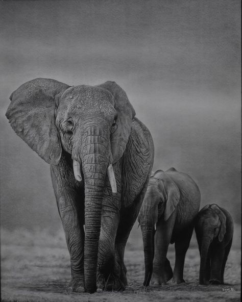 elephant drawing, elephant drawing, elephant, elephant decor, elephants home decor, elephant tattoo, elephant art deco, elephant photo, elephants photos, elephant photos, elephant comforter, elephants photos art, elephants photography, elephants landscape, elephants wallpaper, elephants aesthetic, elephants photos black and white, elephants photos baby Elephant Family Drawing, Elephant Sketch, Pencil Sketch Portrait, Old Man Portrait, Elephant Photography, Elephant Wallpaper, Elephants Never Forget, Nikon D850, Realistic Sketch