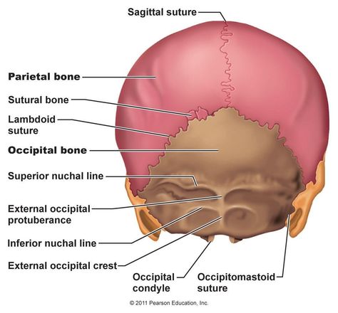 posterior skull view Sphenoid Bone, Skeleton System, Axial Skeleton, Paranasal Sinuses, Internal Carotid Artery, Sinus Cavities, Thoracic Vertebrae, Occipital Lobe, Spinal Fluid