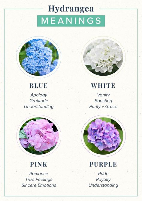 Hydrangea Meaning: Symbolism + History | ProFlowers Hydrangea Meaning, Pretty Flower Names, Rose Color Meanings, Tanaman Indoor, Flower Guide, Hydrangea Purple, Flower Meanings, Hydrangea Flowers, Nothing But Flowers