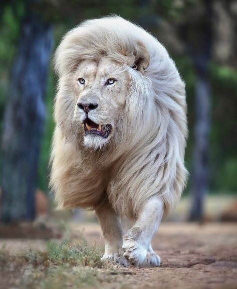 Sher Wallpaper, Lions Photos, Amazing Animal Pictures, Wallpaper Cantik, Wild Animals Pictures, Male Lion, Photo Editing Tricks, Tiger Tattoo, Beautiful Animals