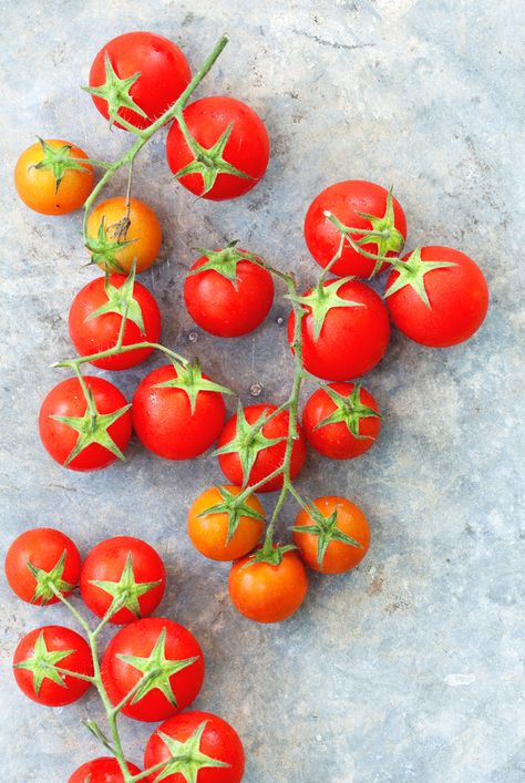 tomatoes Best Tomatoes To Grow, Tomato Tree, Life Reference, Hibiscus Leaves, Seed Raising, Heirloom Tomato Seeds, Tomato Vine, Summer Harvest, Fertilizer For Plants