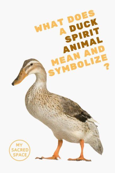 what does a duck spirit animal mean and symbolize What's My Spirit Animal, Find My Spirit Animal, Native American Spirit Animals, Snake Spirit Animal, Spirit Animal Quiz, Find Your Spirit Animal, Spirit Animal Meaning, Animal Meanings, Native American Legends