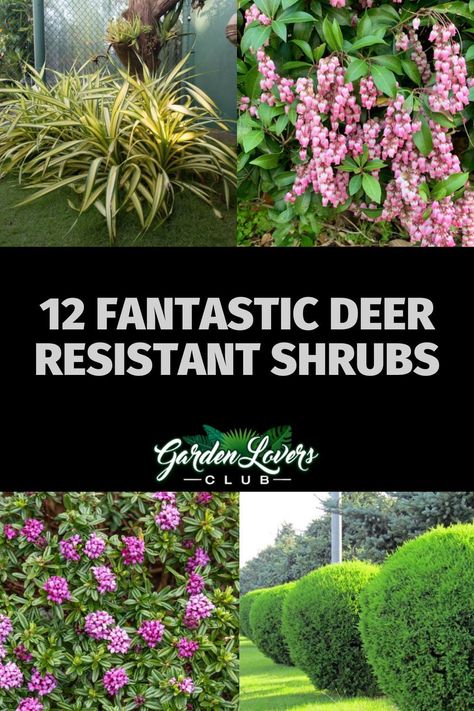 If you’re struggling with the deer in your neighborhood, try decorating your yard with these 12 deer resistant shrubs. Deer Resistant Trees And Shrubs, Landscape Ideas Deer Resistant, Shrubs That Deer Will Not Eat, Landscape Design Deer Resistant, Deer Resistance Landscaping, Front Yard Landscaping Deer Resistant, Deer Friendly Landscaping, Deer Resistant Shade Garden Design, Deer Resistant Landscape Design