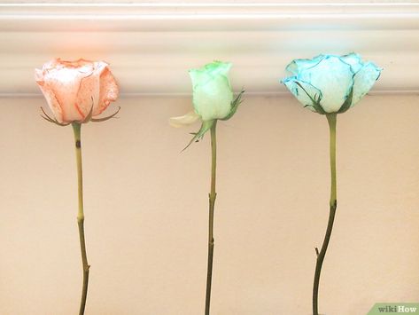 Different Color Roses, Dyed Flowers, Dyed Tips, Diy Dye, Dye Flowers, Pink Dye, Blue Food Coloring, Colour Tint, Senior Living