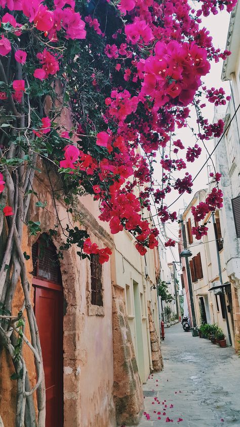 Street Flowers, Pink Street, Floral Photography, City Photography, Flora And Fauna, Wall Street, Floral Art, Cityscape, Pink Flowers