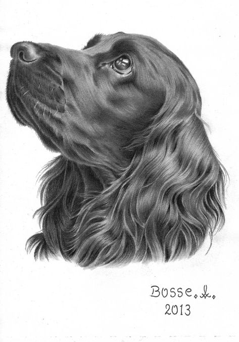 Staedtler drawing pencils 6h 2h hb 6b 8b A4 110g Paper Dog Portrait Drawing, Pet Portraiture, Spaniel Art, Psy I Szczenięta, Dog Sketch, 강아지 그림, White Drawing, Spaniel Puppies, Springer Spaniel