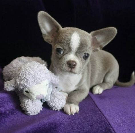 Tea Cup Chihuahua Puppies Photos | Petzlover Yea Cup Chihuahua, Tea Cup Chihuahua Puppies, Chuachua Dog, Tea Cup Chihuahua, Puppies Photos, Teacup Chihuahua Puppies, Chihuahua Puppies For Sale, Tea Cup Dogs, Teacup Chihuahua