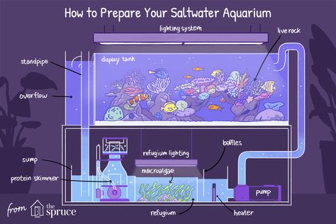 Cool Aquariums, Saltwater Tank Setup, Saltwater Aquarium Beginner, Reef Tank Aquascaping, Saltwater Aquarium Setup, Aquarium Sump, Coral Fish Tank, Aquarium Set, Sea Aquarium