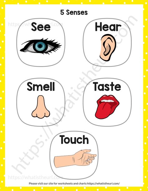 Five Senses Cards Free Printable, 5 Senses Flashcards Free Printable, 5 Sense Organs Chart, Five Senses Worksheet Free Printable, Sense Organs Project For Kids, Five Senses Chart, Sense Organs Chart, Five Senses Worksheet, Body Parts For Kids