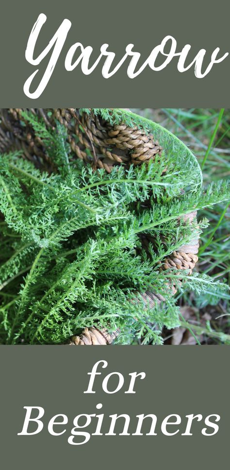 Yarrow for Beginners - Rough & Tumble Farmhouse How To Identify Herbs, How To Make Yarrow Tincture, Uses For Yarrow, Yarrow Harvesting, Harvesting Yarrow, Yarrow Uses, Yarrow Tincture, Homemade Oils, Herbs Medicinal