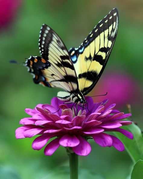 Butterfly On Flower Photography, Butterflies On Flowers, Photo Butterfly, Butterfly On A Flower, Butterfly On Flower, Beautiful Butterfly Pictures, Beautiful Butterfly Photography, Flying Flowers, Lovely Flowers Wallpaper