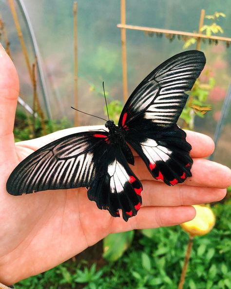 Stuart’s Butterflies on Instagram: “Scarlet mormon (Papilio rumanzovia).” Vampire Butterfly, Scarlet Mormon Butterfly, Papilio Butterfly, Butterflies Photography, Most Beautiful Butterfly, Butterfly Photography, Beautiful Butterfly Photography, Peacock Butterfly, Butterfly Species