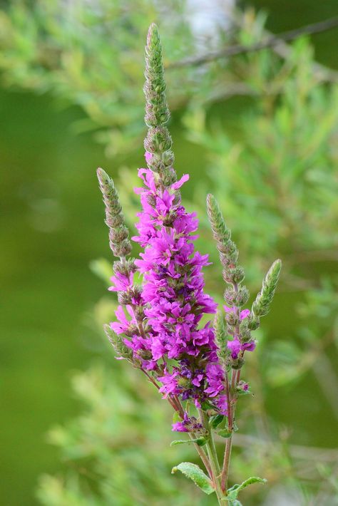 Purple Loosestrife Wild Flower - Free photo on Pixabay Grey And Gold Wallpaper, Purple Loosestrife, Plant Flower, Gold Wallpaper, Public Domain Images, Wild Flower, Tiny Flowers, Wild And Free, Grey And Gold