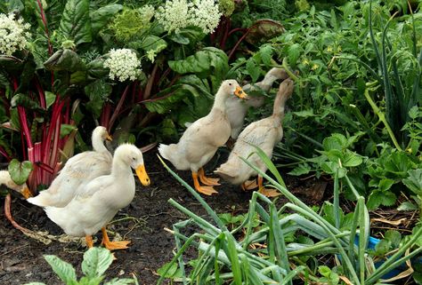 [​IMG] Ducks Farm, Garden Ducks, Ducks Garden, Keeping Ducks, Vegetable Animals, Backyard Ducks, Duck Coop, Duck Farming, Raising Ducks