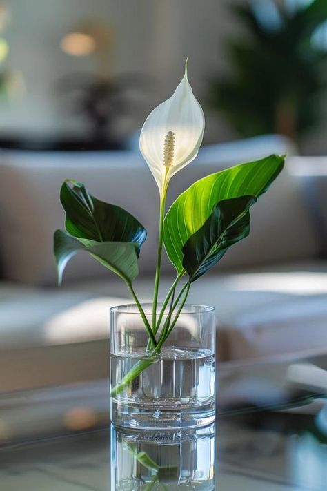 How To Grow A Peace Lily In Water: Hydroponic Beauty Indoor Water Lily, Peace Lilly Plants Decor, Peace Lily Propagation In Water, How To Grow Peace Lily In Water, Peace Lily In Water Vase, Peace Lily Care Indoor, Peace Lily In Water, Peace Lily Plant Care, Lilly Plants