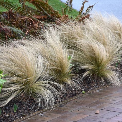 NP:Mexican Feather Grass Mexican Grass Plant, Yucca Plant Landscaping Garden Ideas, Mexican Feather Grass Landscaping, Mexican Feather Grass, Texas Native Plants, Plant Mama, Yucca Plant, Grasses Landscaping, Garden Designer