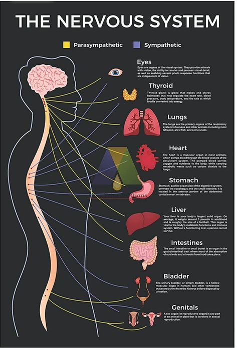 Brain Electricity, Nervous System Model, Brain Anatomy And Function, Le Mal A Dit, Parts Of Body, Human Nervous System, Learn Biology, Medical School Life, Nursing School Motivation