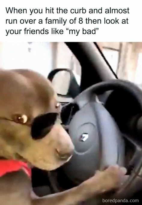 Driving-Car-Funny-Jokes Driving Memes, Driving Humor, Driving Fast, Driving Quotes, Car Jokes, Funny Car Memes, Good Morning Funny Pictures, Car Memes, Good Morning Funny