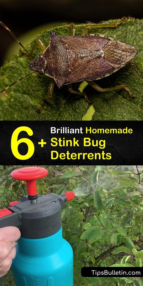 Explore tips to get rid of a green stink bug invasion or brown marmorated stink bugs with simple home remedies. Tackle a stink bug infestation with DIY pest control using a soapy water bug trap, garlic spray, neem oil, diatomaceous earth, and more. #natural #stink #bug #repellent Stink Bug Repellent Essential Oils, How To Get Rid Of Stink Bugs In House, Stink Bugs In House, Stink Bug Spray, Stink Bug Killer, Stink Bug Repellent, Spider Repellant, Stink Bug Trap, Box Elder Bugs