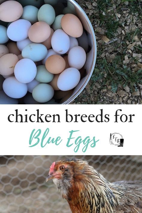 Chickens that Lay Blue Eggs | Family Food Garden #chickens #backyardchickens #blueeggs #fresheggs #farmlife #chickenkeeping #homestead #homesteading #farm Chickens That Lay Blue Eggs, Easter Egger Chicken Eggs, Blue Chicken Eggs, Garden Chickens, Lavender Chicken, Chicken Backyard, Araucana Chickens, Farmers Life, Easter Egger Chicken