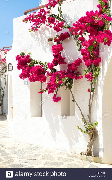 Bougainvillea Front Porch, Bougainvillea House Exterior, Bougainvillea Trellis Wall, Red Bougainvillea, Outdoor Artwork Wall Hangings Patio, Bougainvillea In Pots, White Bougainvillea, Bougainvillea Over Garage, Pink Bougainvillea