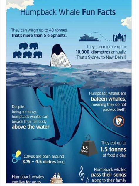 Ocean Facts Interesting, Blue Whale Infographic, Different Terrains, Whale Infographic, Orca Facts, Humpback Whale Facts, Blue Whale Facts, Ocean Facts, Oceanography Marine Biology