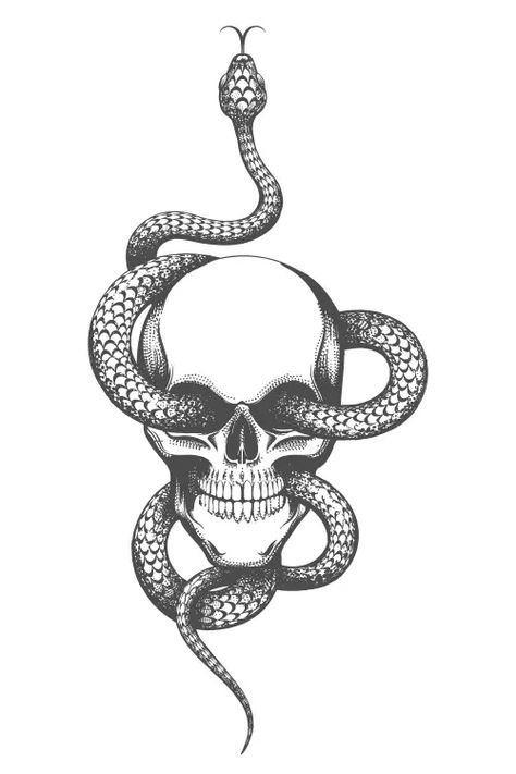 Snake and skull engraving Royalty Free Vector Image Skeleton Wallpapers, Skull Engraving, Skull With Snake, Skull And Snake, Snake Skull, Snake Illustration, Snake Drawing, Painting Reference, Mexican Skulls