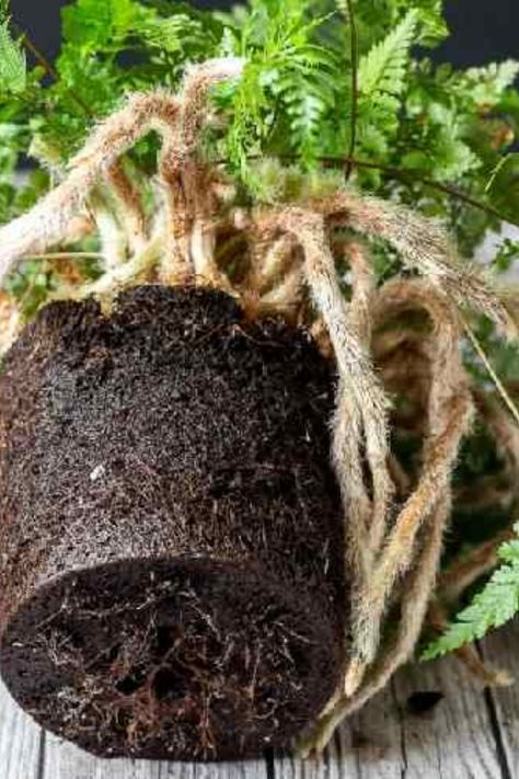 Fern plant with visible root ball and soil, ready for repotting. Caring For Ferns Outdoors, How To Transplant Ferns, How To Take Care Of Ferns Outside, Fluffy Ruffle Fern Care, Fern Varieties Outdoor, Rabbit Foot Fern, Indoor Ferns, Fern Care, Fern Garden