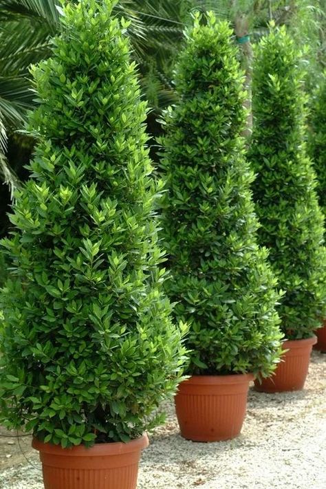 Potted Trees Patio, Scented Plants, Side Walkway, Nursery Plant, Bay Laurel, Cheap Landscaping Ideas, Patio Trees, Laurus Nobilis, Jardim Diy