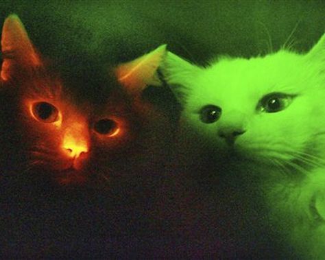 glow in the dark cats! LOL it's real, I didn't photoshop it! World Cat, Green Tech, Silly Cats, Cat House, New Age, In The Dark, Glow In The Dark, Color Me, Feline