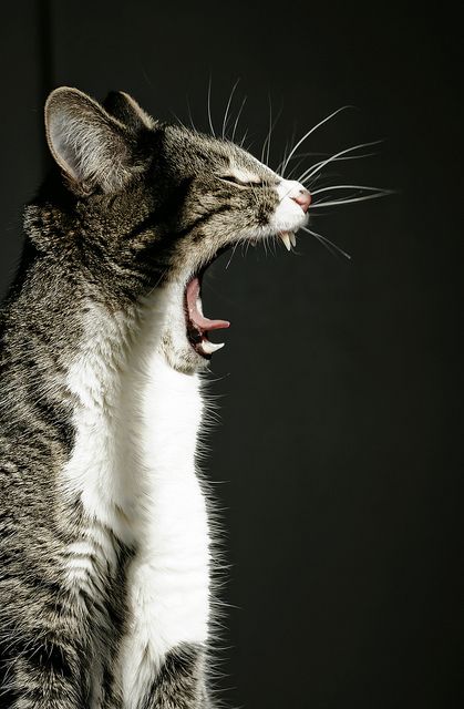 What Cats Can Eat, Cat Yawning, Fruits Drawing, Cat Pose, Cat Travel, Crazy Funny, Cat Training, Cat Boarding, Domestic Cat