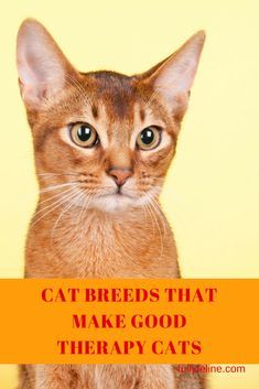 Therapy cats: Cat breeds that have characteristics of good therapy cats. Find out the characteristics of a good therapy cat #therapycat Pet Medicine, Raising Kittens, Therapy Cat, Service Dog Training, F2 Savannah Cat, Wool Cat, Cats Diy Projects, Cat Urine, Therapy Animals