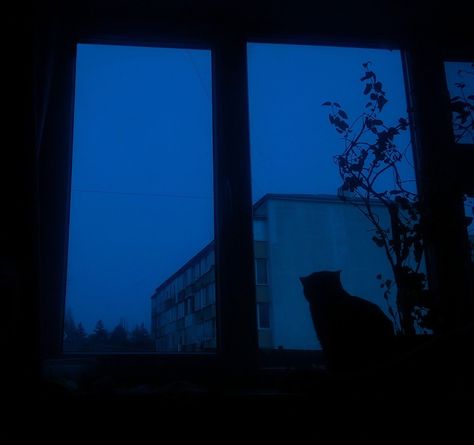 Blue Aesthetic, The Window, A Cat, At Night, Black Cat, Wattpad, Blue, Black