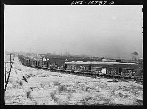 Calumet City, Illinois. A stock train at the hog watering and feeding platform at the Calumet Park stockyards Calumet City Illinois, Film Negatives, Calumet City, Raw Image, United States History, Public Domain Images, Library Of Congress, Chicago Illinois, Photo Archive