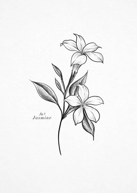 Jasmine Tatoos Ideas, Jasmine Flower Tattoo Color, Japanese Jasmine Flower Tattoo, White Jasmine Flower Tattoo, Jasmine Tattoo Design, Jasmine Flower Logo Design, Simple Jasmine Flower Tattoo, Jasmine Flowers Tattoo, Jasmine Flower Tattoo Shoulder