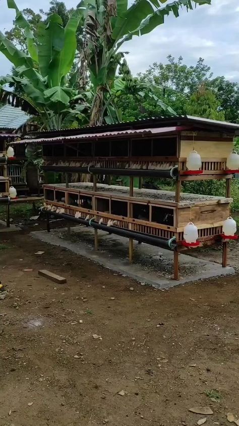 Backyard Chicken Run, Simple Chicken Coop, Poultry Farm Buildings, Backyard Chickens Diy, Reban Ayam, Chicken Coop Designs Diy, Poultry Farm Design, Como Plantar Pitaya, Farming Tips