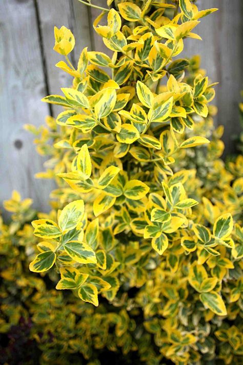 30 Shrubs That Grow in Shade Best Shrubs For Shade, Yellow Shrubs, Evergreens For Shade, Shade Loving Shrubs, Landscaping Shrubs, Shade Landscaping, Bushes And Shrubs, Shade Shrubs, Garden Shrubs