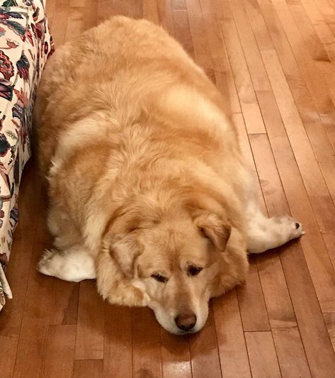 Overweight Golden Retriever's Owner Demanded Vet Put Him Down, Luckily, He Refused (21 Pics) | Bored Panda Perros Golden Retriever, Fat Animals, Golden Retriever Owner, Fat Dogs, Huge Dogs, Labrador Retriever Puppies, Dog Pin, Fat Cats, Golden Retrievers